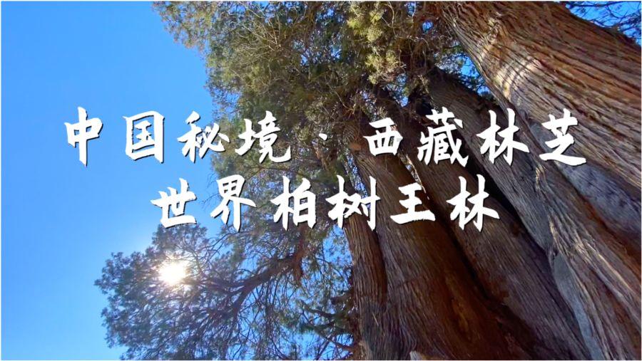 干鲍鱼的做法游戏画面